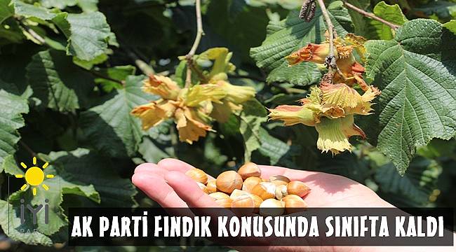İYİ Parti fındık 35 TL olmalı