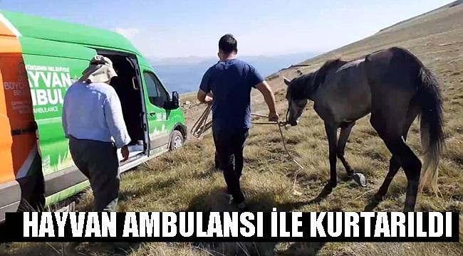 Yaylada mahsur kalan at için ekipler seferber oldu