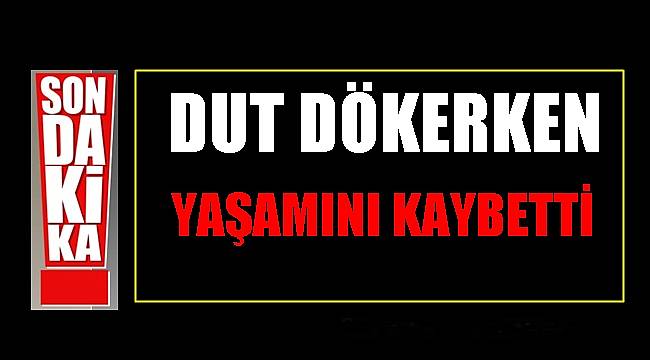 95 yaşındaki dede dut dökmek isterken canından oldu