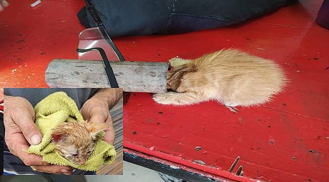 Kafası demir boruya sıkışan kedi kurtarıldı