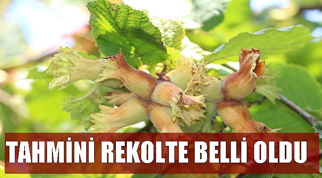 Ordu'da fındık rekoltesi ne kadar?