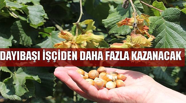 Ordu'da fındık yevmiyeleri belli oldu