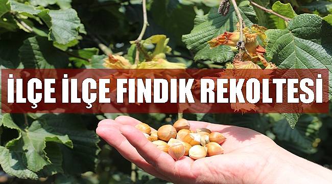 Ordu'da ilçe ilçe tahmini fındık rekoltesi açıklandı