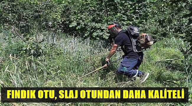 Fındık otu yem olarak kullanılacak