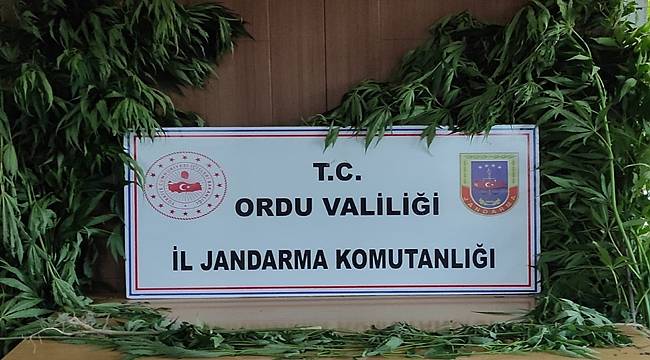 Ordu'da jandarmadan uyuşturucu operasyonu 2 kişi  gözaltına alındı
