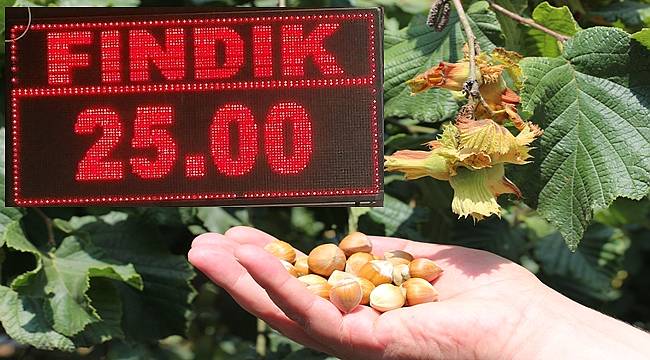 Ordu'da serbest piyasada fındık 25 TL
