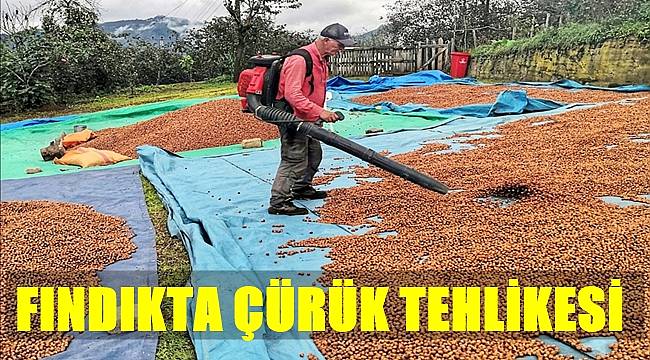 Aşırı yağışlar fındıkta çürüğe neden oluyor