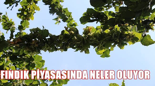 Fındık fiyatı kaç lira