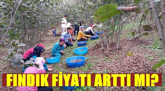 Fındık kaç TL oldu