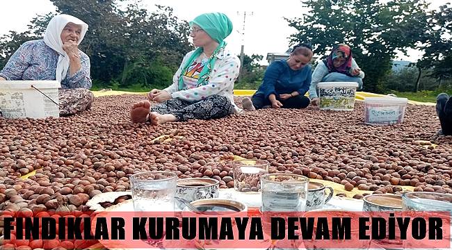 Güneşli hava fındık üreticisini sevindirdi