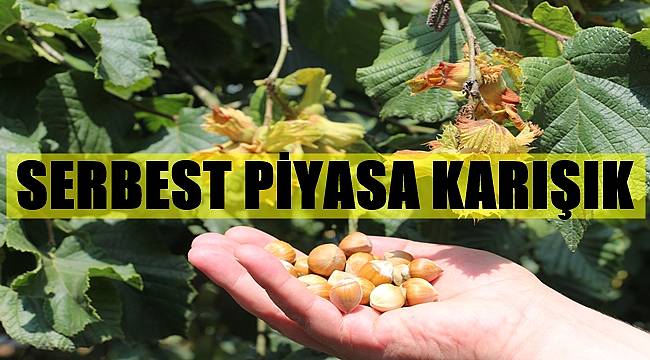 Ordu'da 4 Eylül Cumartesi günü fındık kaç lira?