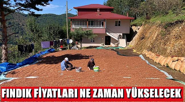 Ordu'da fındık fiyatları