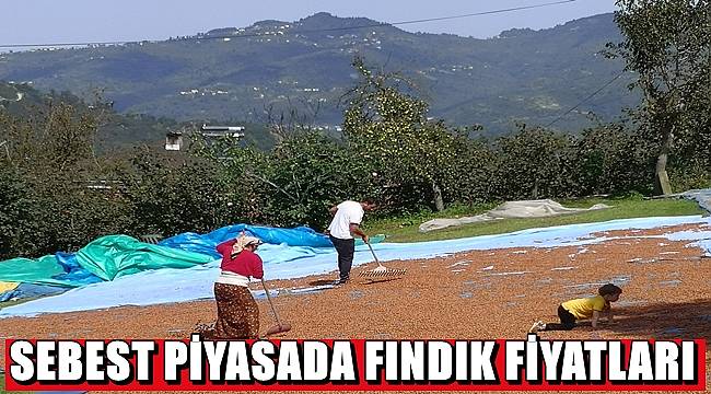 Ordu'da serbest piyasada fındık fiyatı kaç TL