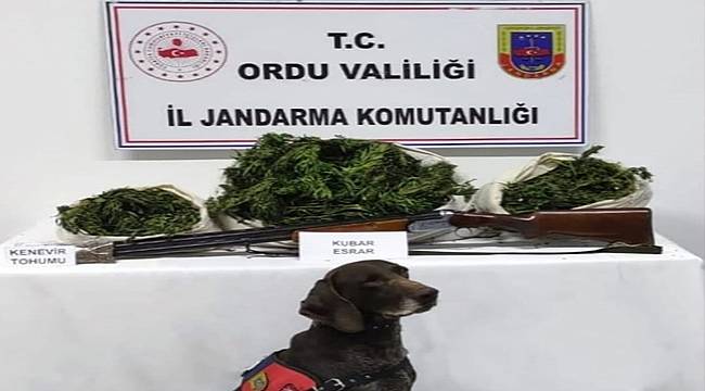 Ordu'da uyuşturucu operasyonunda 1 kişi gözaltına alındı
