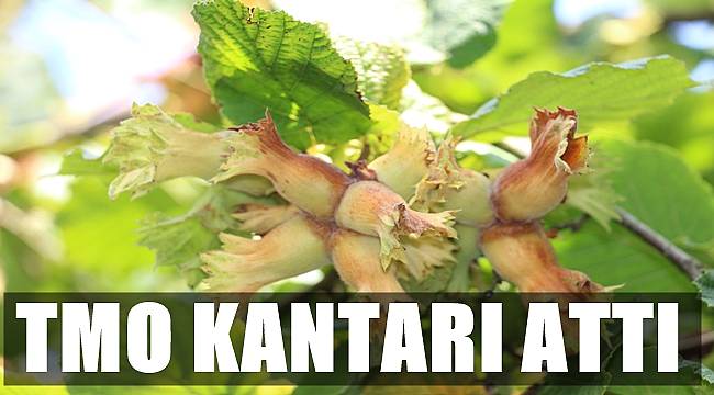 TMO BUGÜN FINDIK ALIMINA BAŞLADI