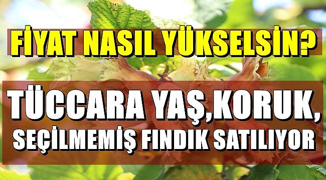 Tüccara yaş, koruk, seçilmemiş fındık satılıyor
