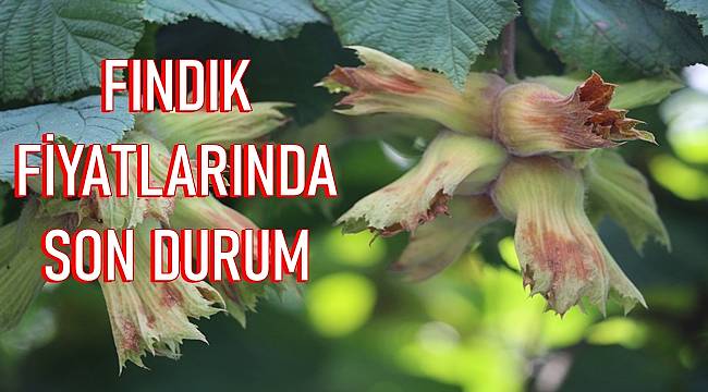 27 Ekim Fındık fiyatları Ne Kadar Oldu