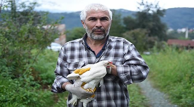 Altınordu'da üreticiye 4500 adet yumurta tavuğu dağıtıldı