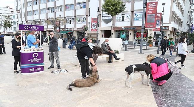 Büyükşehir can dostlar için mama dağıttı