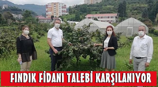 Fındık Araştırma Enstitüsü, üreticinin fındık fidanı talebini karşılıyor