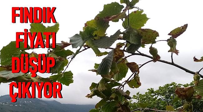 Güncel fındık fiyatları kaç TL