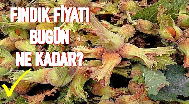 31 Ekim Fındık fiyatı Ordu'da bugün kaç TL?