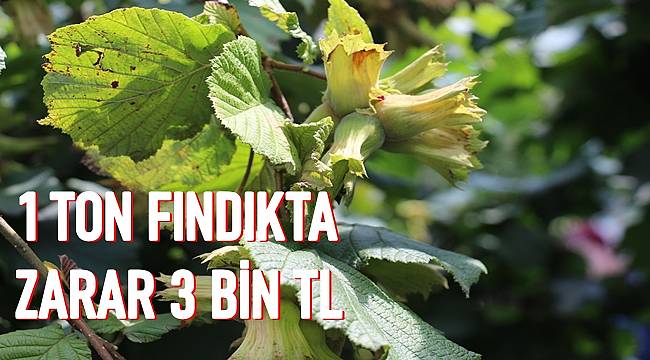 Fındık fiyatları 1 ton fındıkta zarar 3 bin TL