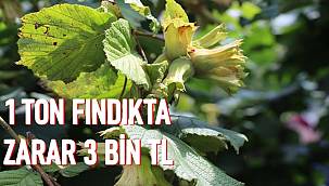 Fındık fiyatları 1 ton fındıkta zarar 3 bin TL