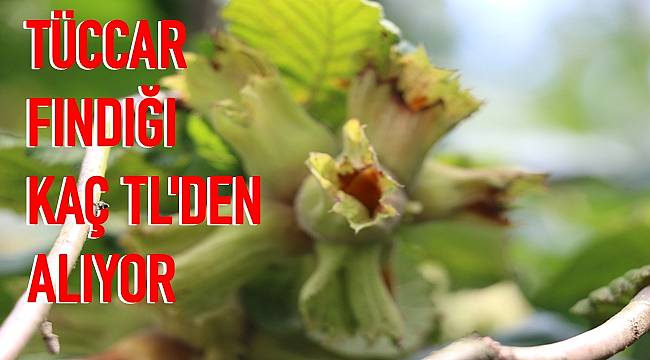 Fındık fiyatları kaç TL? Ordu'da fındık fiyatları