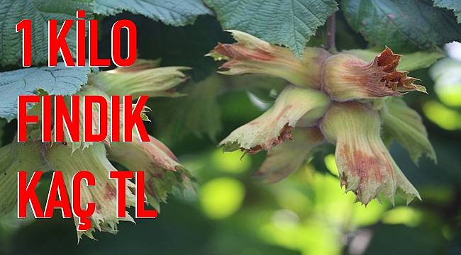 Fındık fiyatları ne kadar oldu? Ordu ve Giresun'da fındık fiyatları