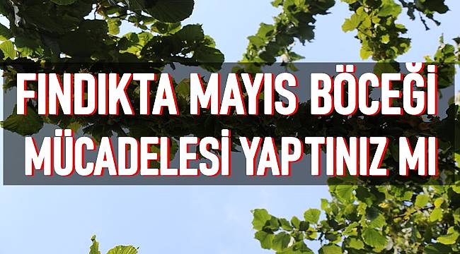Fındık üreticisine Mayıs Böceği uyarısı