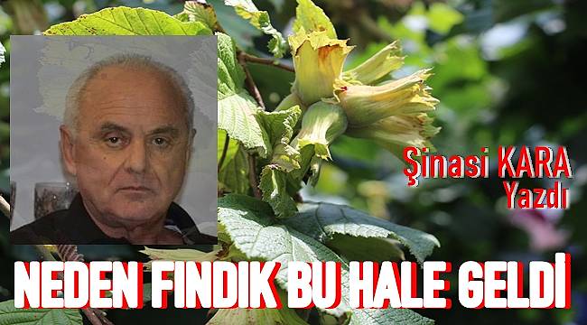 Fındıkçının işi zor