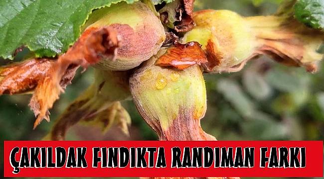 Gölköy&#039;de serbest piyasada fındık fiyatı 26 TL&#039;yi buluyor