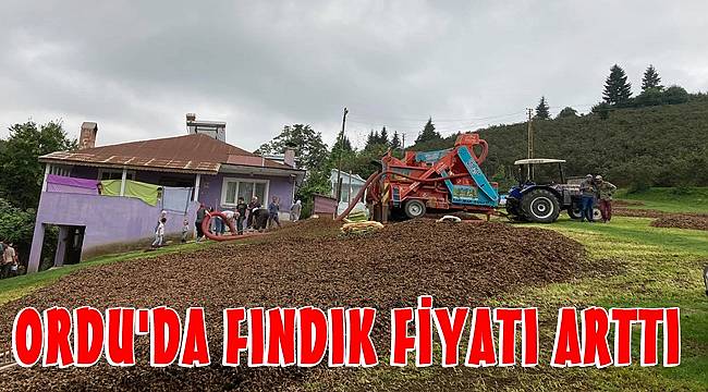 Ordu'da serbest piyasada fındık fiyatı 25 kuruş arttı