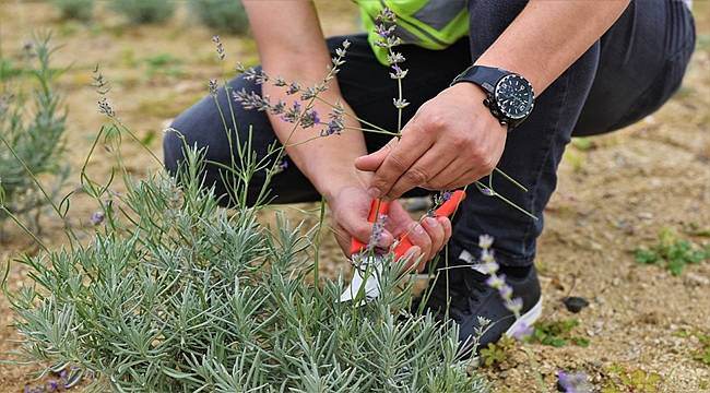 Ordu&#039;nun çöplüğünden lavanta kokusu yükseliyor