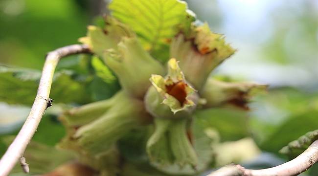 Organik Fındık Üreticileri Birliği Başkanını Seçemedi
