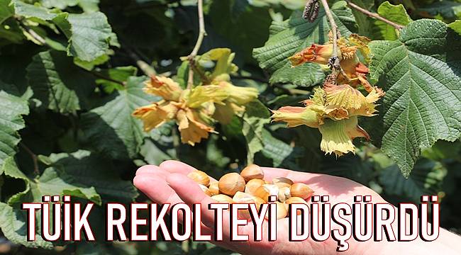 TUİK fındık rekoltesini düşürdü