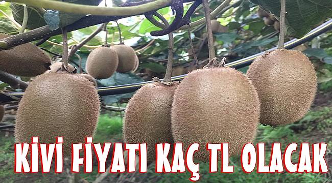 Uzunlar: Kivi fındıktan daha fazla gelir getiriyor