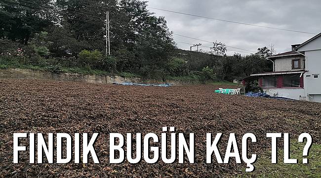 1 Kasım Pazartesi Fındık Fiyatları.Fındık fiyatı düştü mü?