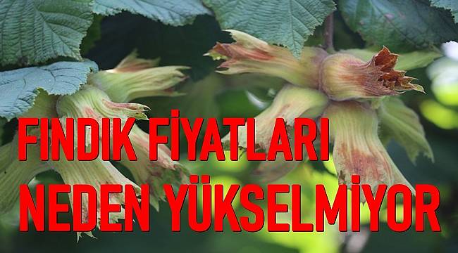 9 Kasım Salı Fındık Fiyatları