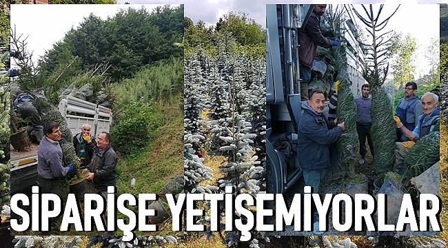 Fındık bahçesine mavi ladin diktiler şimdi siparişe yetişemiyorlar