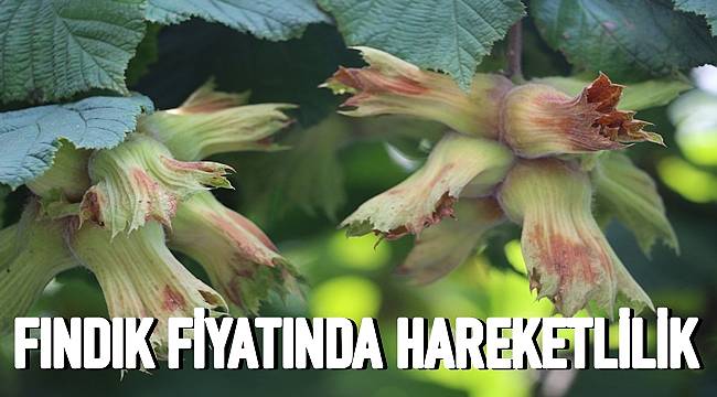Fındık fiyatı artmaya başladı 1 Kilo fındık kaç TL oldu