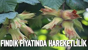 Fındık fiyatı artmaya başladı 1 Kilo fındık kaç TL oldu