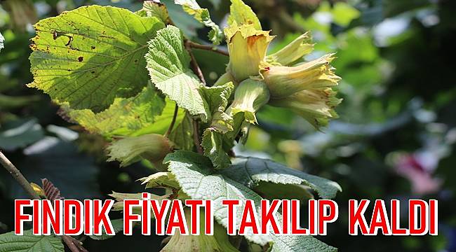 Fındık fiyatı ne kadar oldu. Ordu'da fındık kaç TL