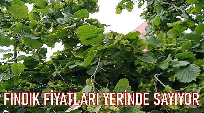 Güncel fındık fiyatları