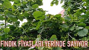 Güncel fındık fiyatları