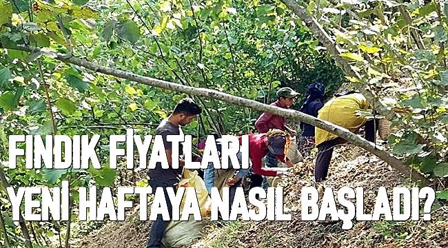 Fındık fiyatları kaç TL? Güncel fındık fiyatları