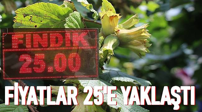 Fındık fiyatları yükseldi. 1 Kilo fındık kaç TL oldu