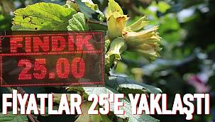 Fındık fiyatları yükseldi. 1 Kilo fındık kaç TL oldu