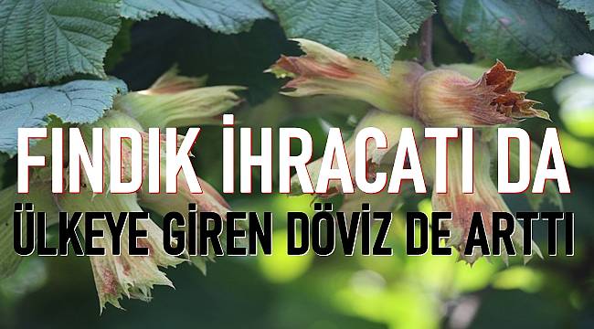 Fındık ihracatı da ülkeye giren döviz de arttı